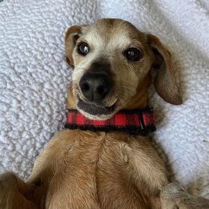 Meet your Posher, Calista